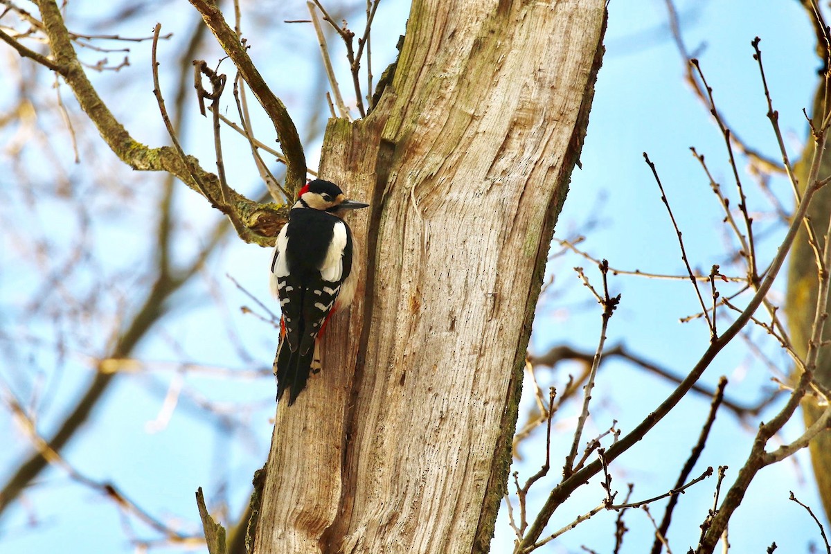 Great Spotted Woodpecker - Jens Toettrup