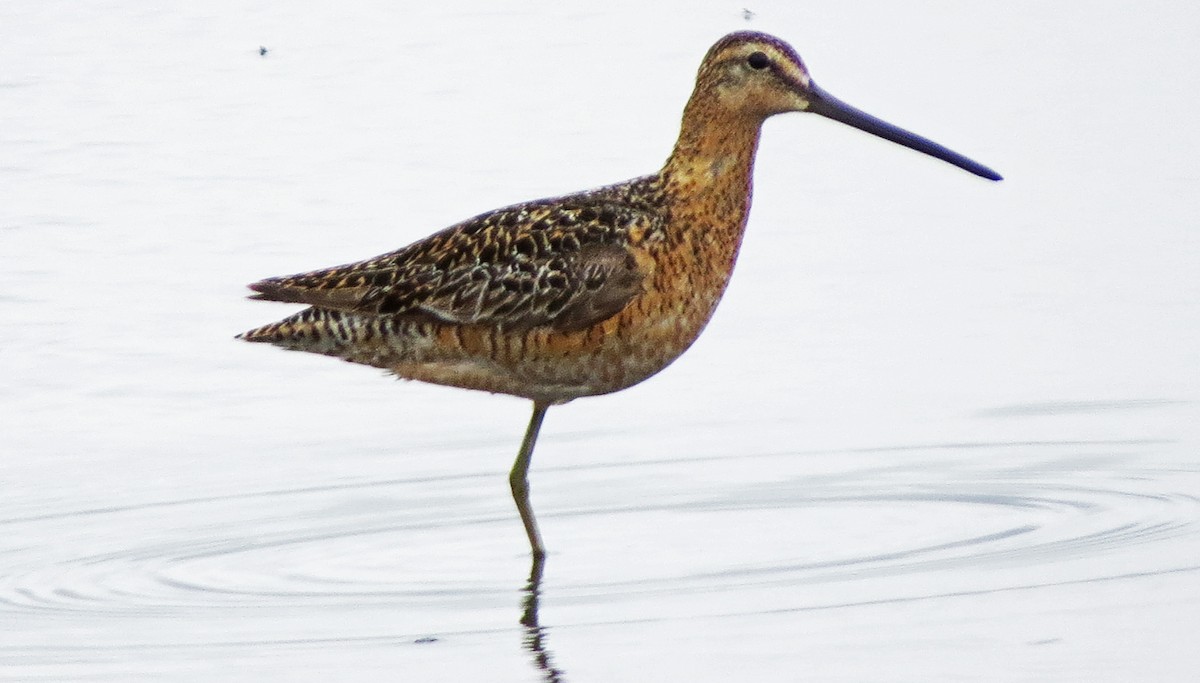Long-billed Dowitcher - ML159284381
