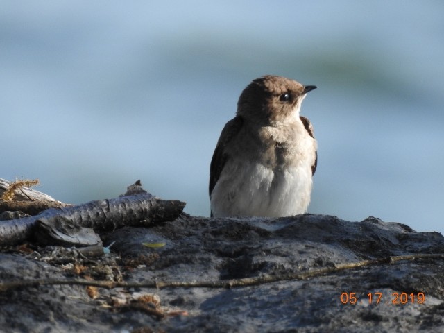 Northern Rough-winged Swallow - Dorothy Dunlap