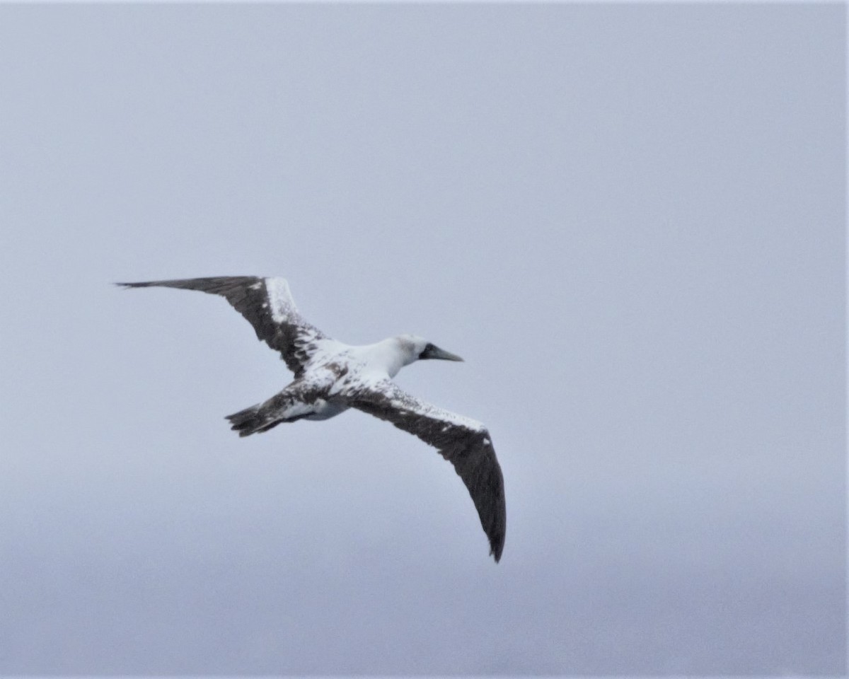 Masked Booby - ML159288001