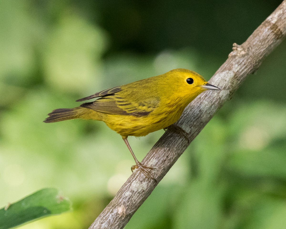 Yellow Warbler - Edward Plumer