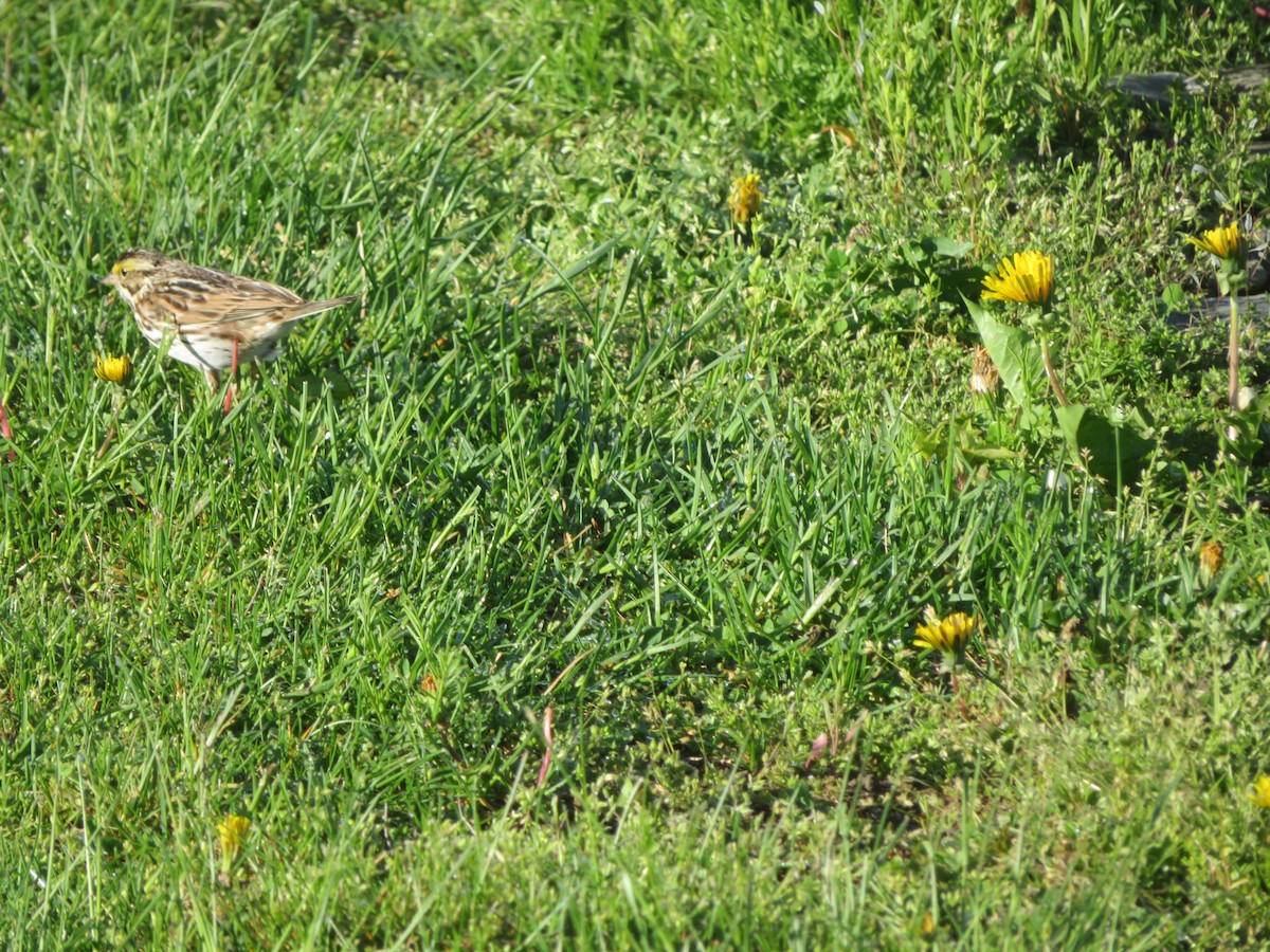 Savannah Sparrow - ML159294911