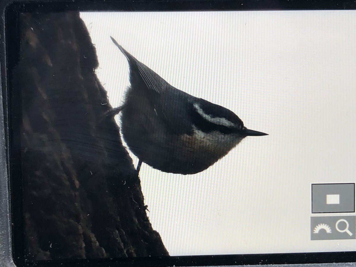 Red-breasted Nuthatch - ML159298781