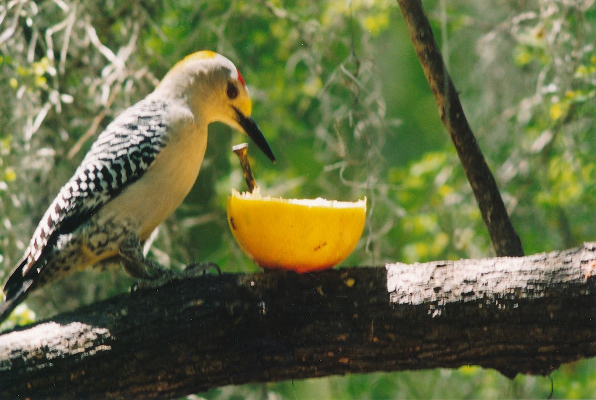 eBird Checklist - 24 Mar 2002 - Camp Live Oak - 22 species