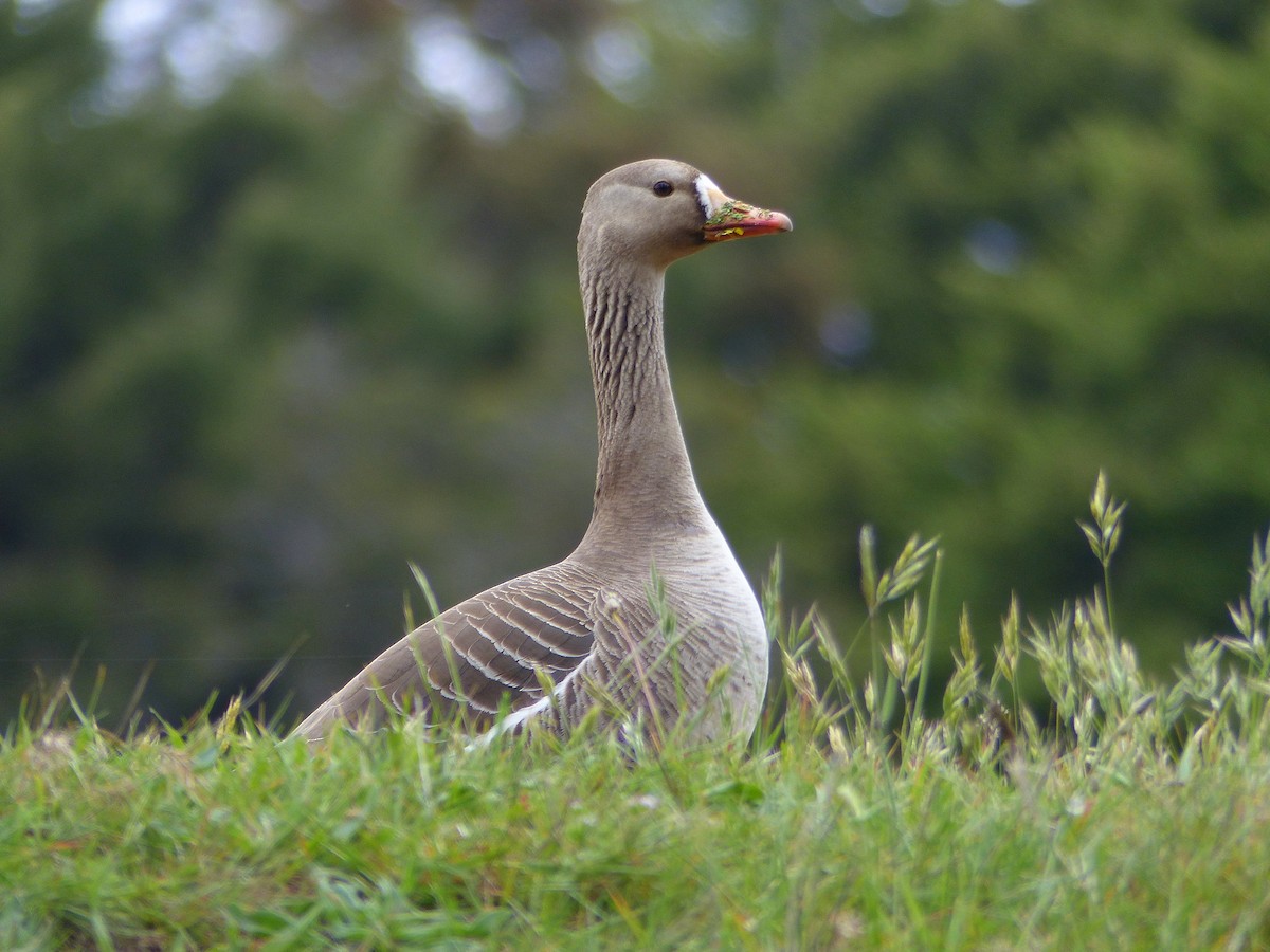 Greater White-fronted Goose - ML159301411