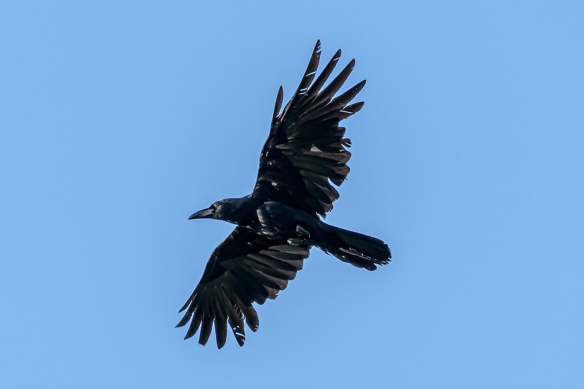Large-billed Crow - Nitin Chandra