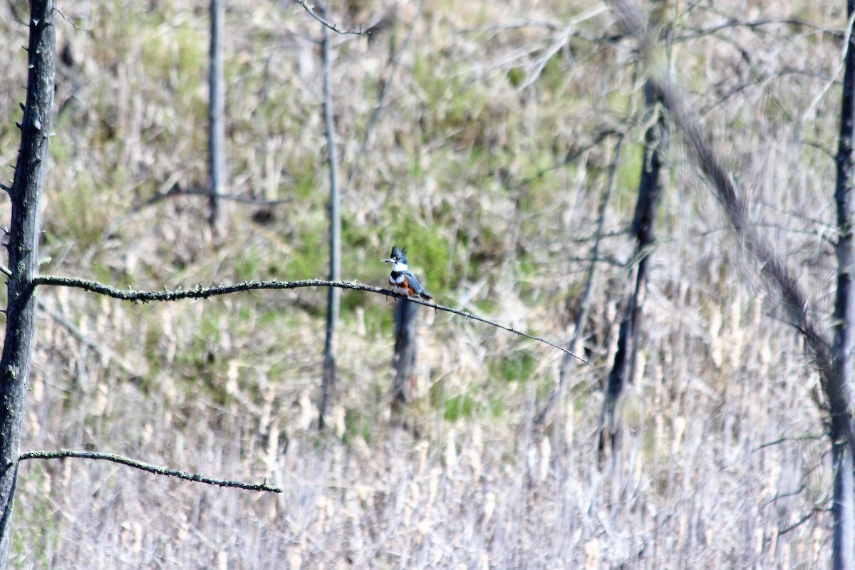 Belted Kingfisher - ML159313661