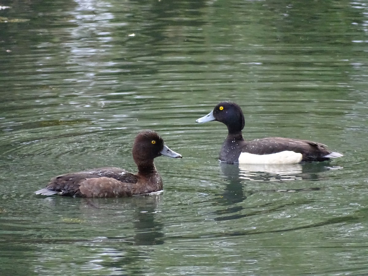 Tufted Duck - ML159315031