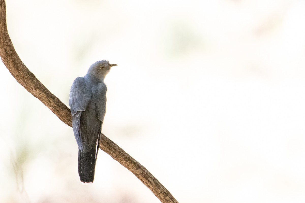Common Cuckoo - Peter  Steward