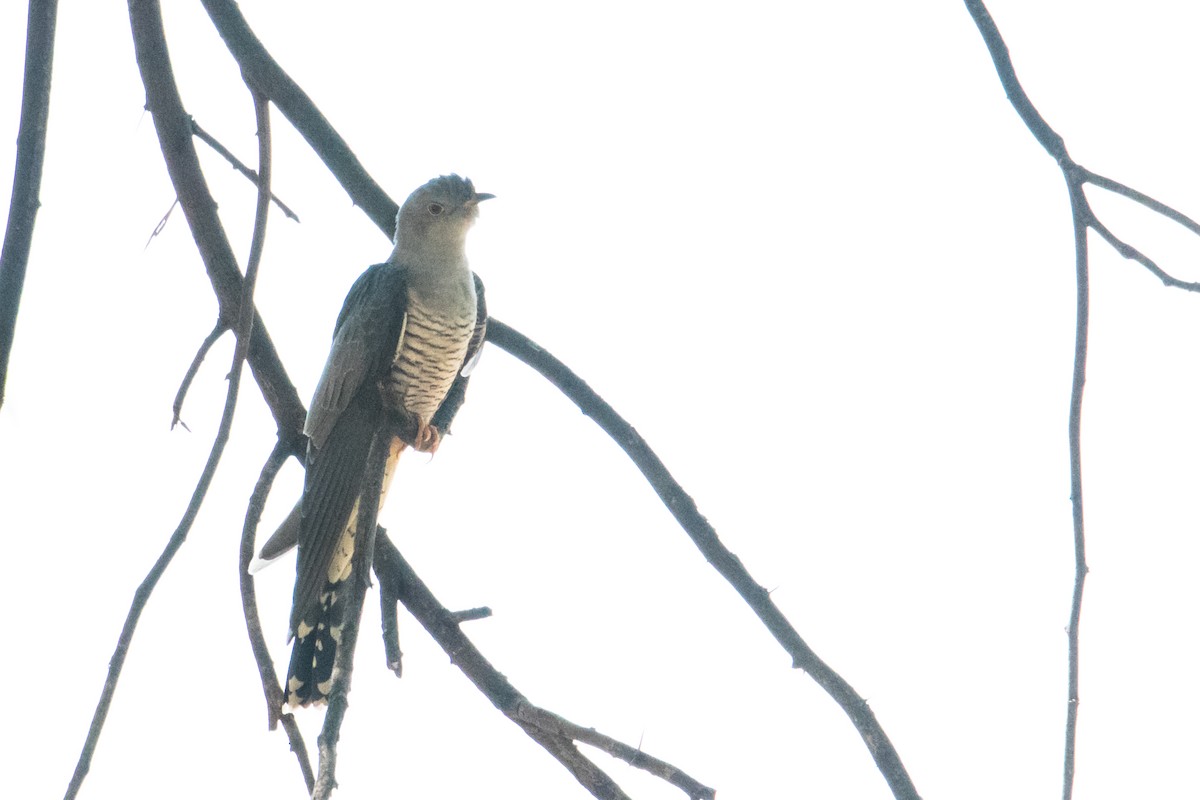 Common Cuckoo - ML159315961