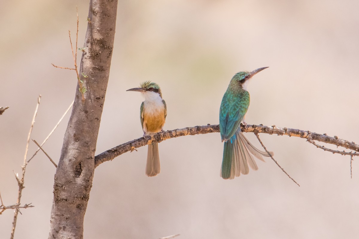 Somali Bee-eater - ML159317981