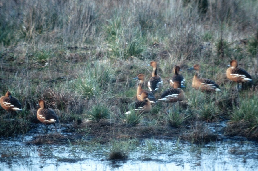 Fulvous Whistling-Duck - Oregon Bird Records Committee OBRC