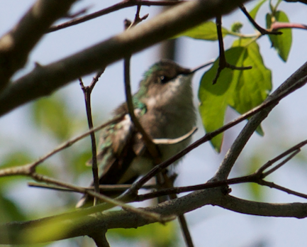 Ruby-throated Hummingbird - Robert Irwin