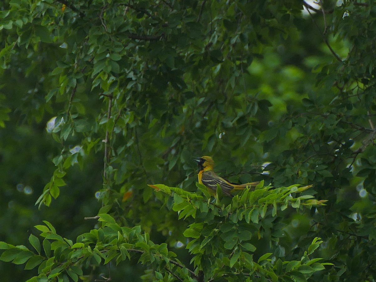 Orchard Oriole - ML159321901