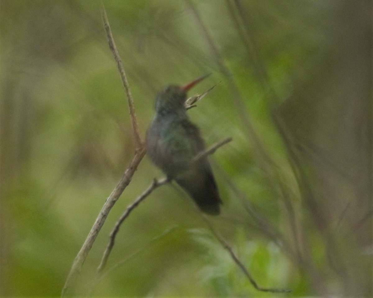 Sapphire-bellied Hummingbird - Heather Pickard