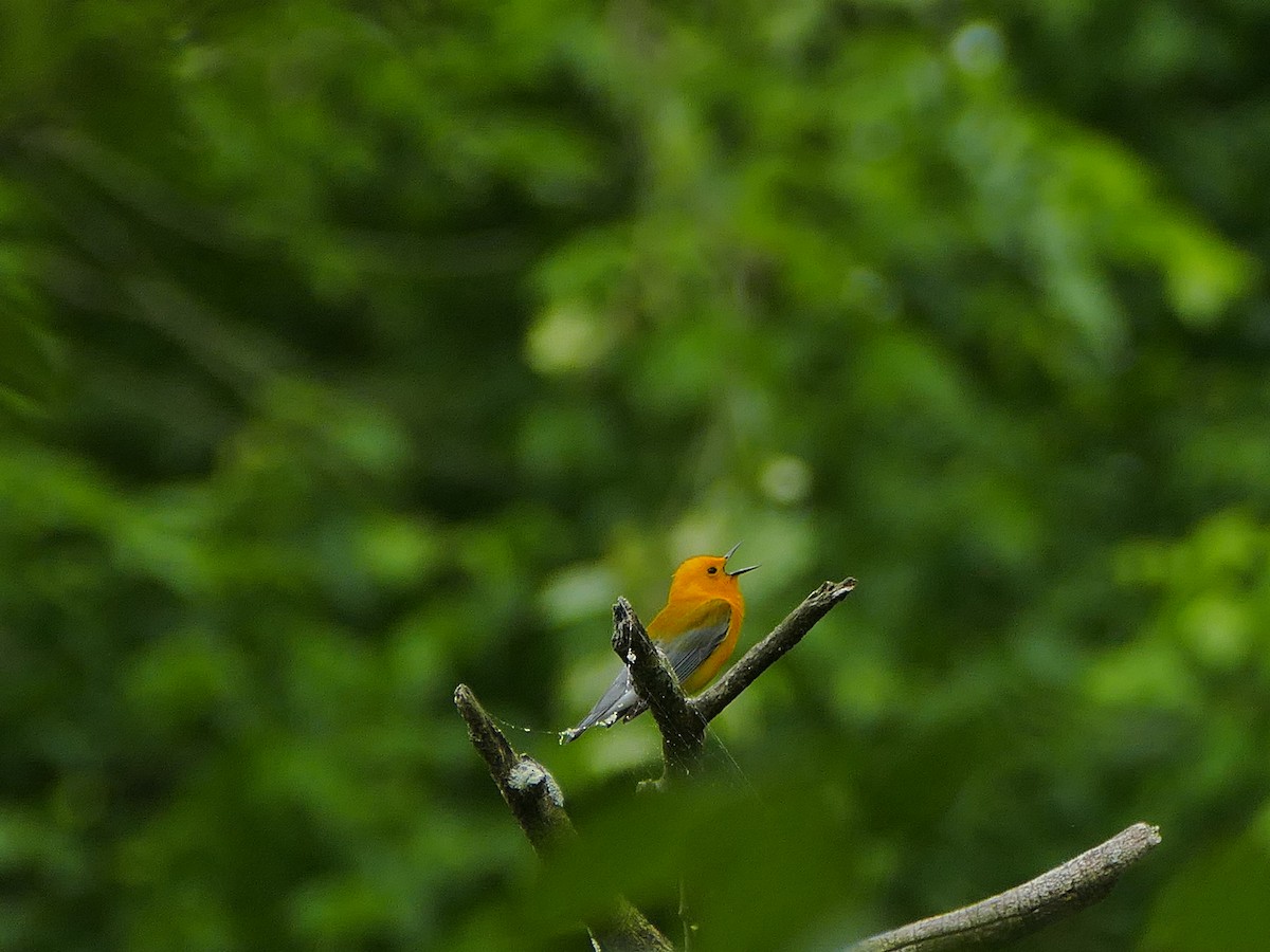 Prothonotary Warbler - ML159322641