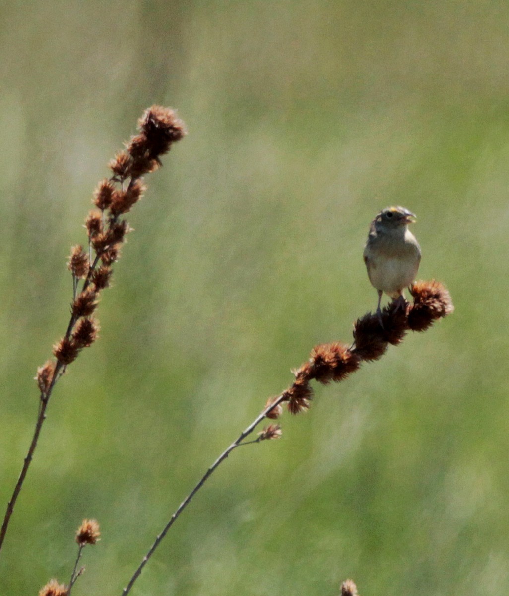 Grasshopper Sparrow - ML159322681