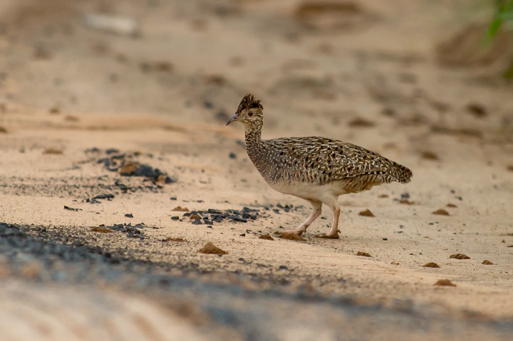 Brushland Tinamou - Joao Quental JQuental