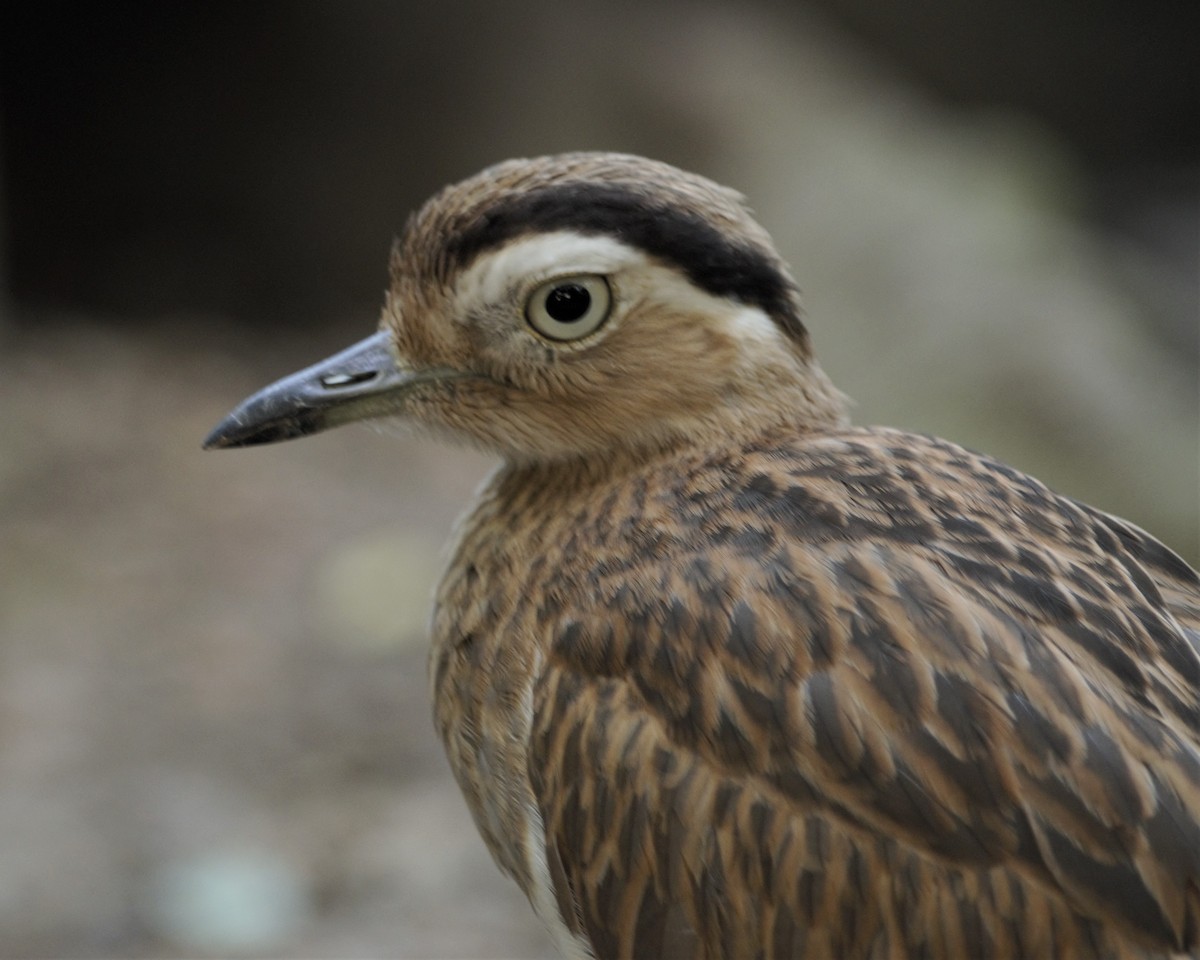 Double-striped Thick-knee - Heather Pickard