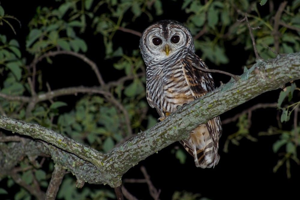 Chaco Owl - ML159325851