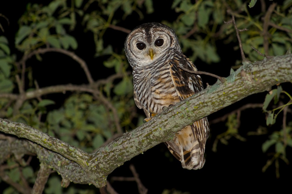 Chaco Owl - ML159325861