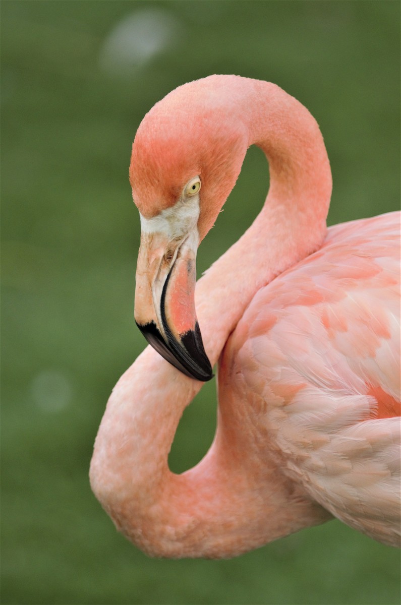 Amerika Flamingosu - ML159325981