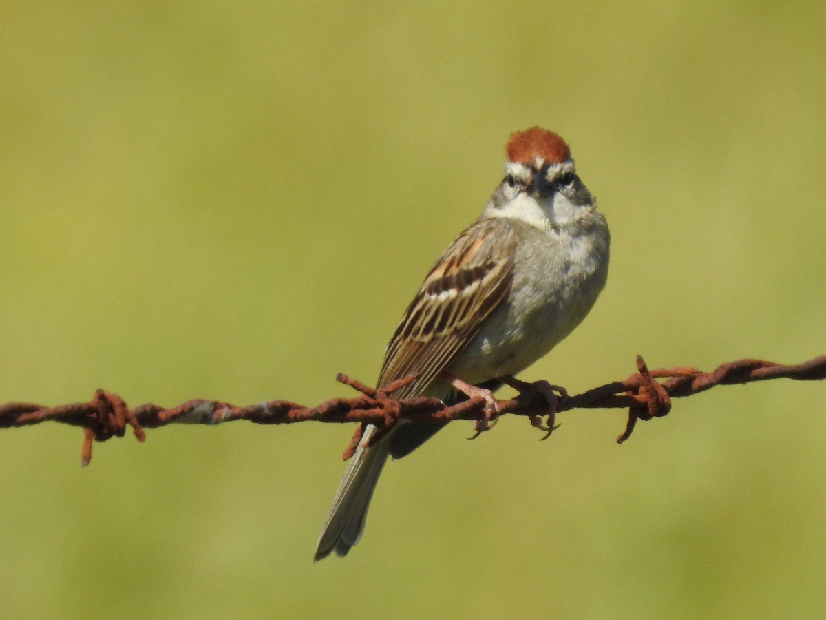 Chipping Sparrow - David Booth