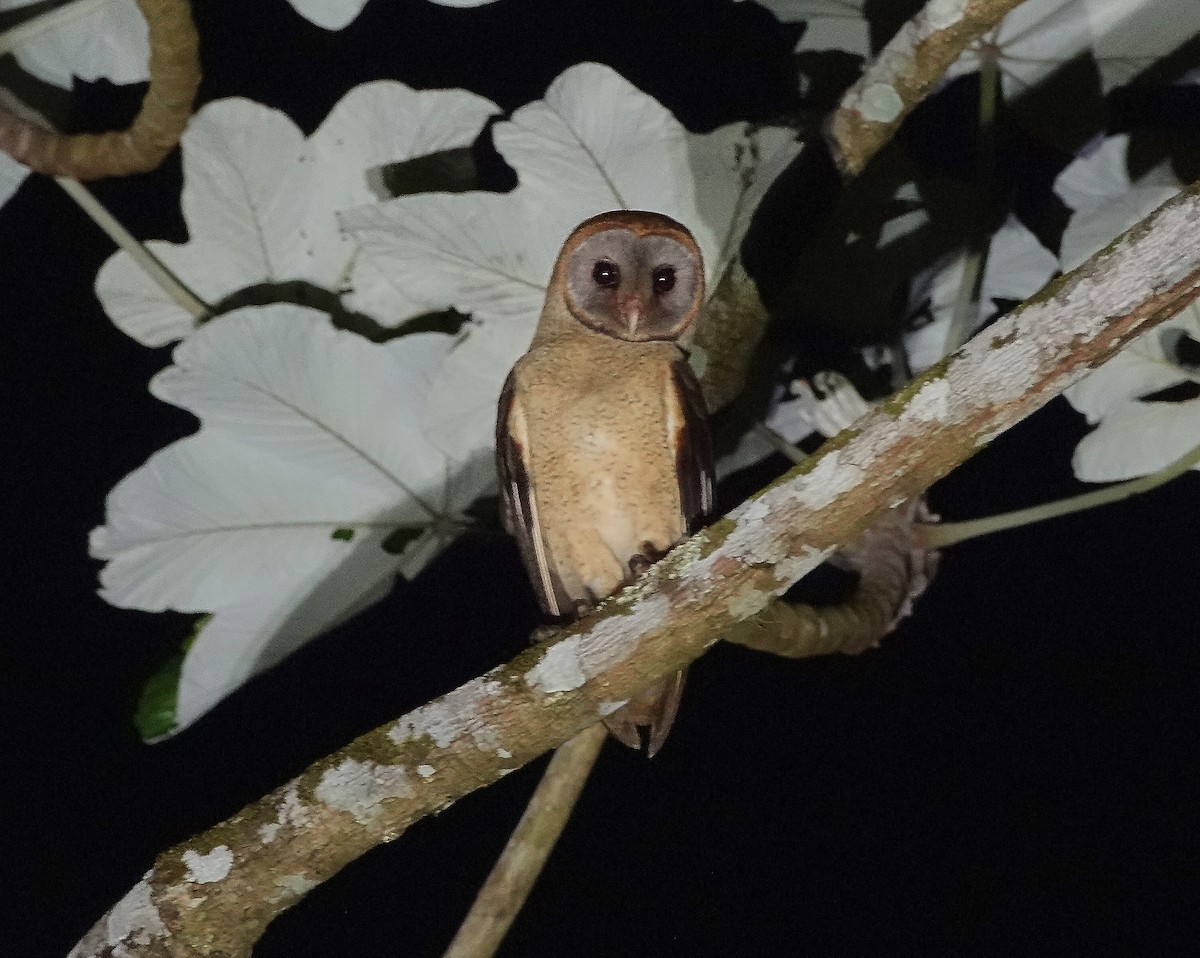 Ashy-faced Owl - Anonymous