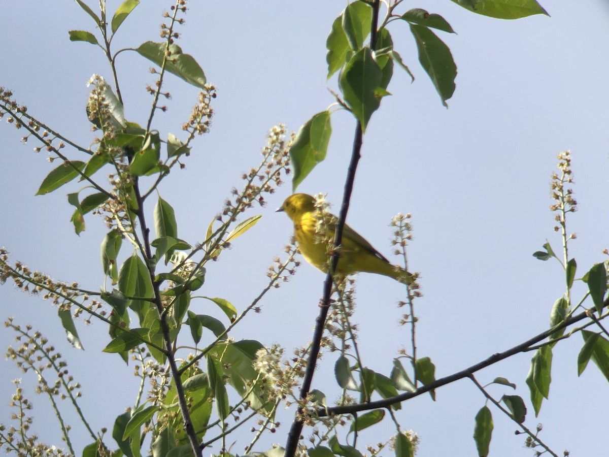 Yellow Warbler - ML159334421