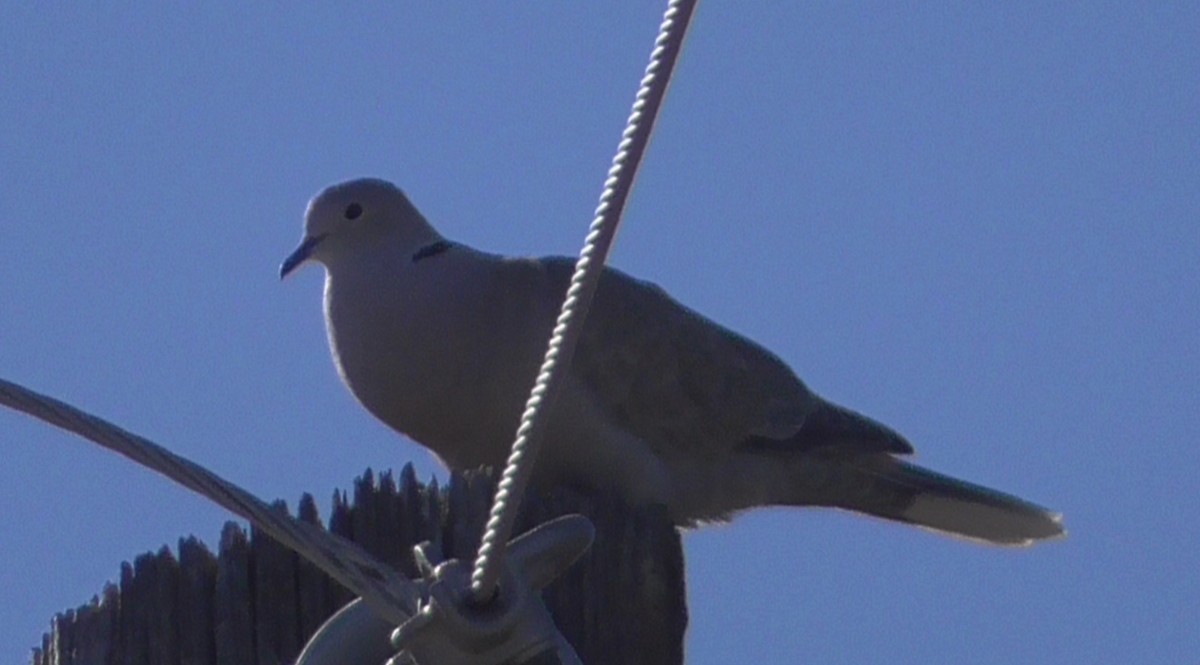 Eurasian Collared-Dove - Bernard Morris