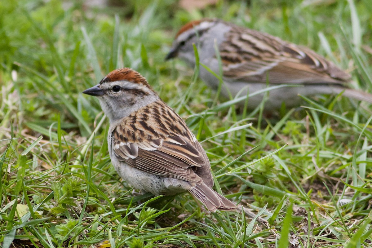 Chipping Sparrow - Gordon Atkins