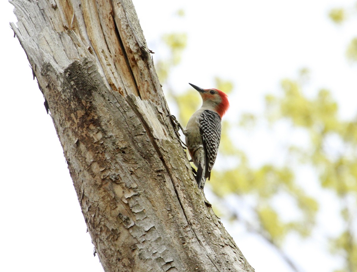Red-bellied Woodpecker - Samuel Denault
