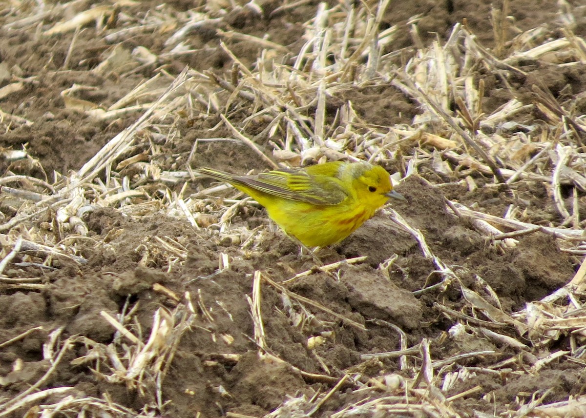 Yellow Warbler - jerry pruett