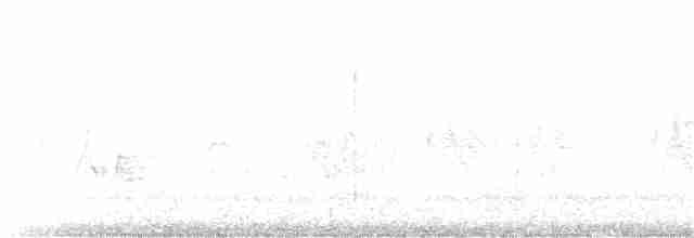 キヅタアメリカムシクイ（coronata） - ML159349601