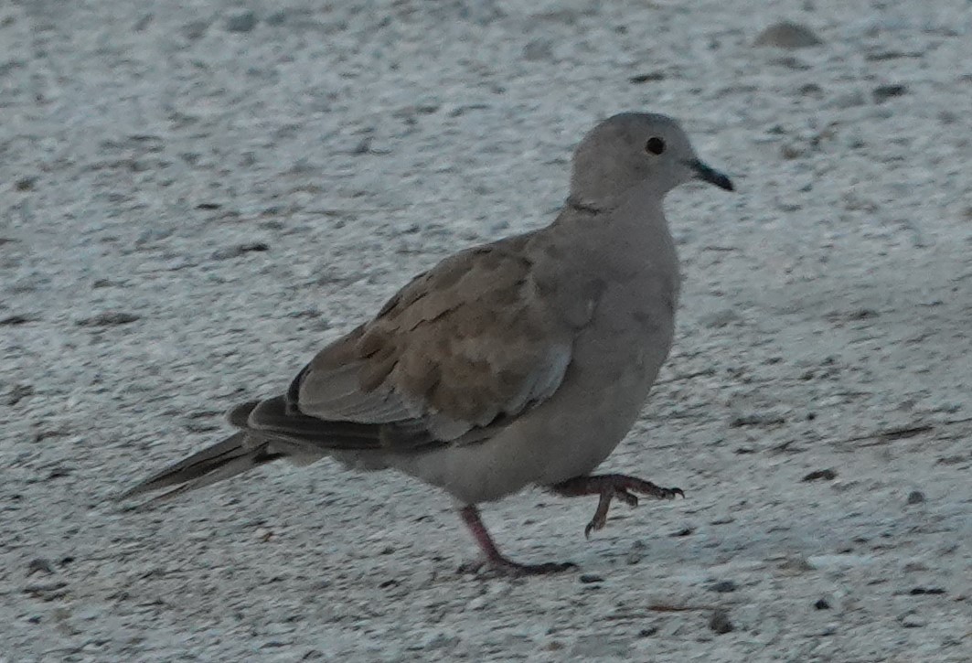 Eurasian Collared-Dove - ML159351601