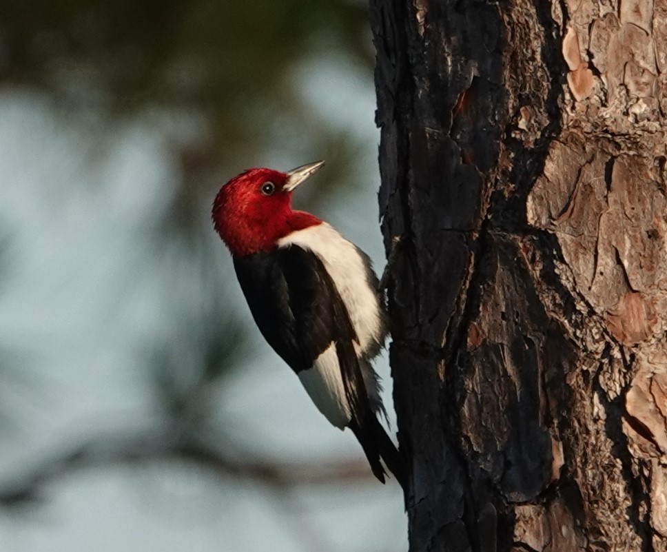 Red-headed Woodpecker - ML159353691