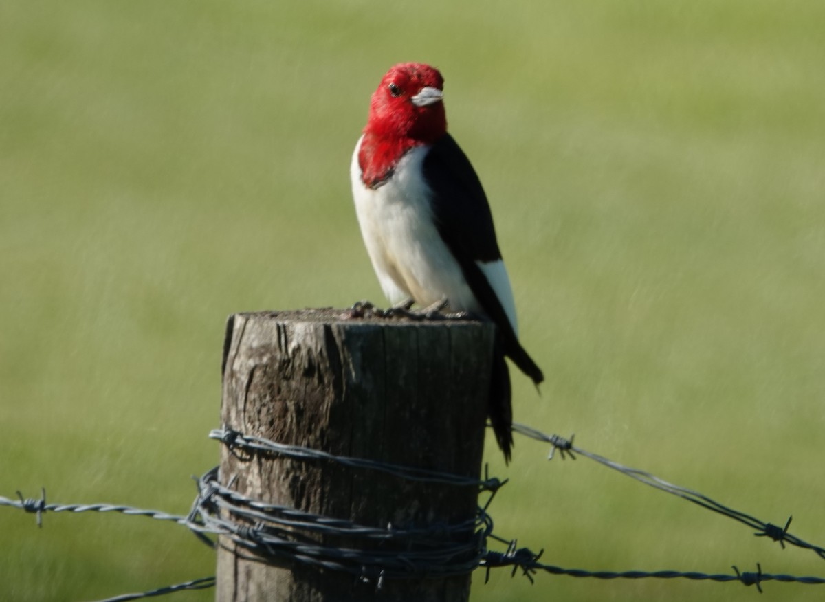 Red-headed Woodpecker - Chuck Hignite