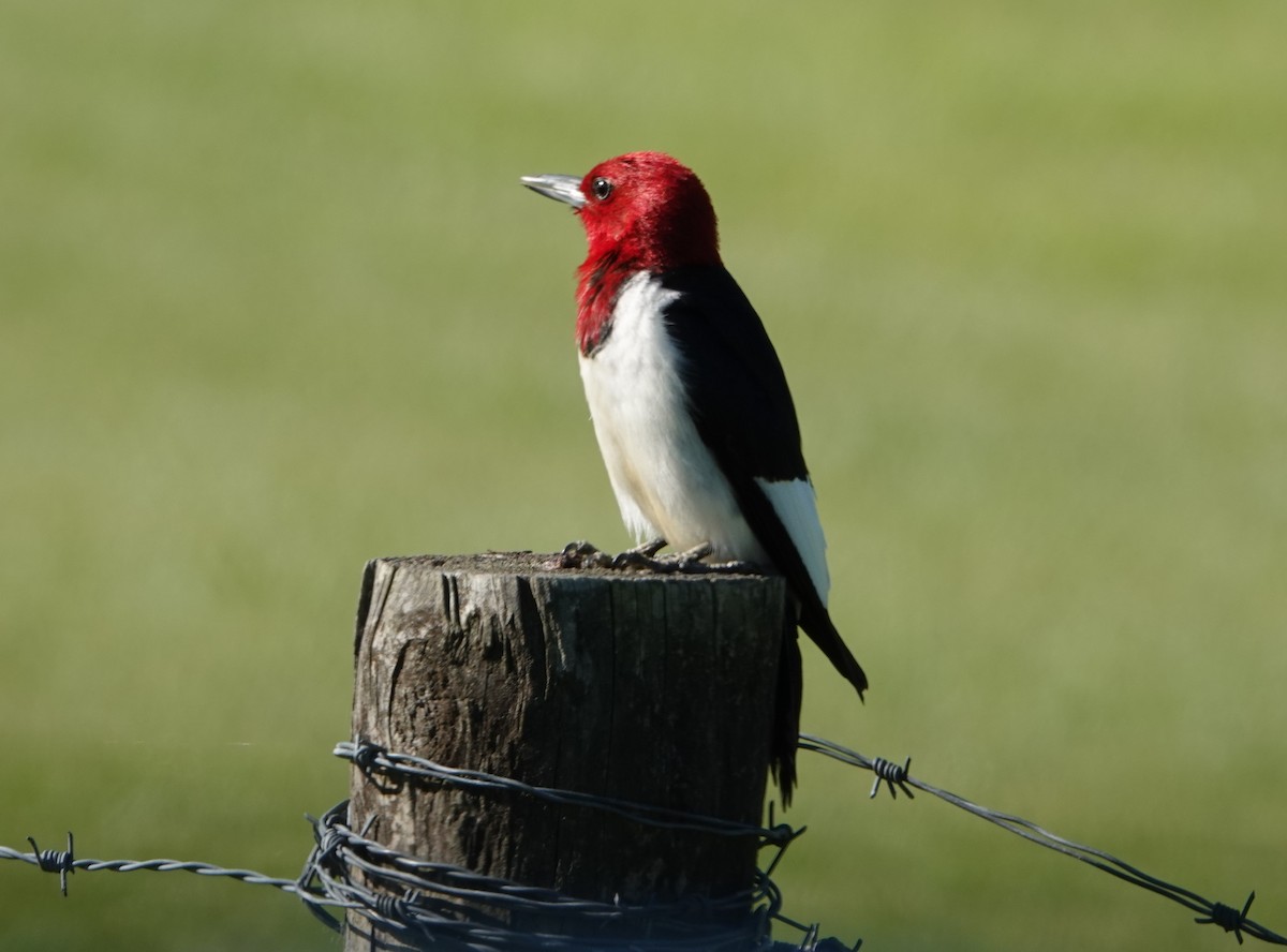 Red-headed Woodpecker - ML159353761