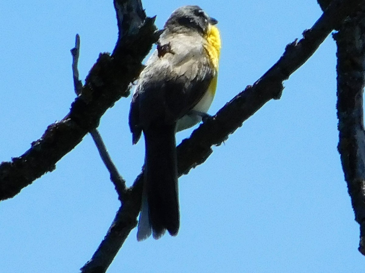 Yellow-breasted Chat - Wally Tomlinson