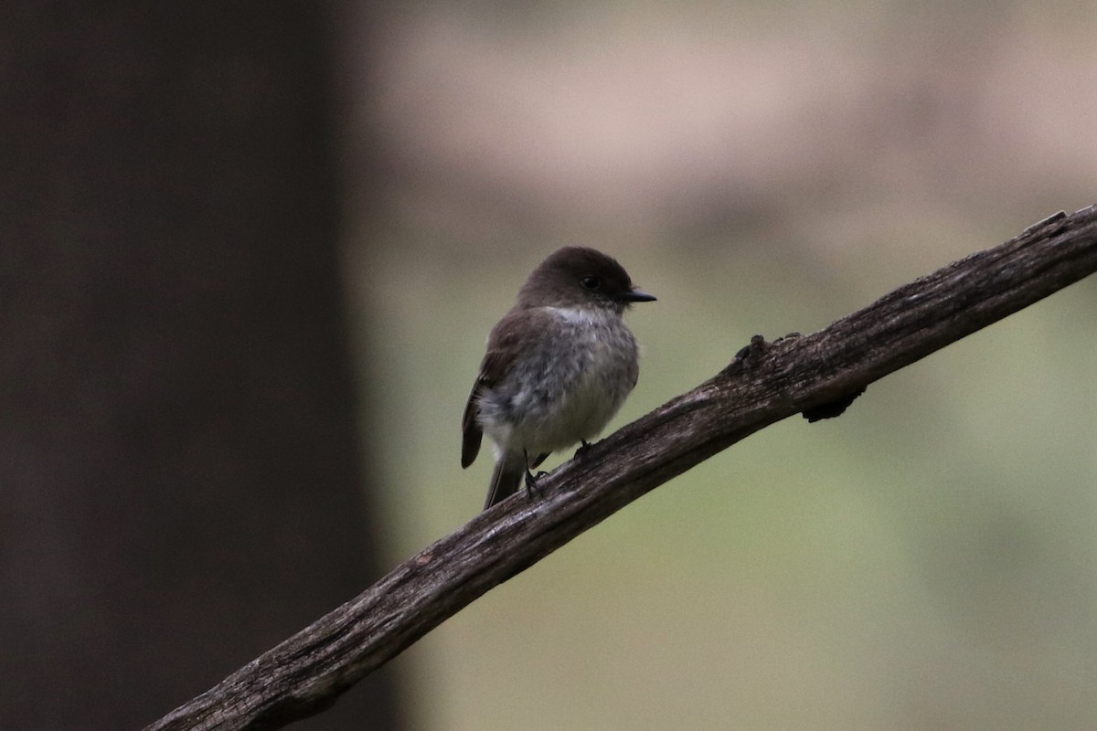 Olive-sided Flycatcher - Alex Rossi
