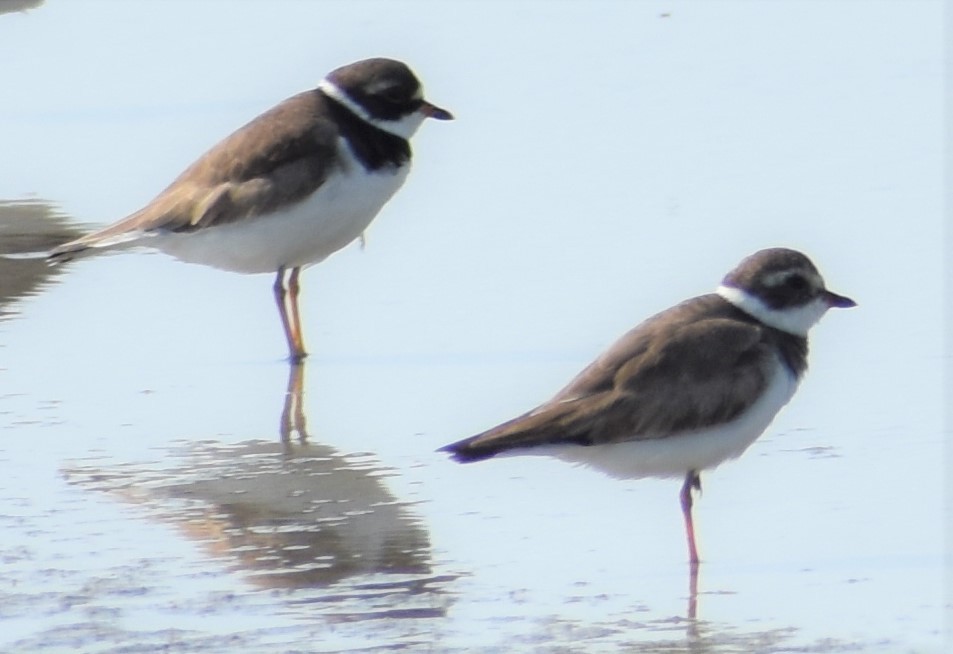 Semipalmated Plover - ML159360121