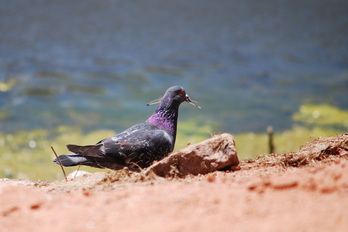 Pigeon biset (forme domestique) - ML159360661