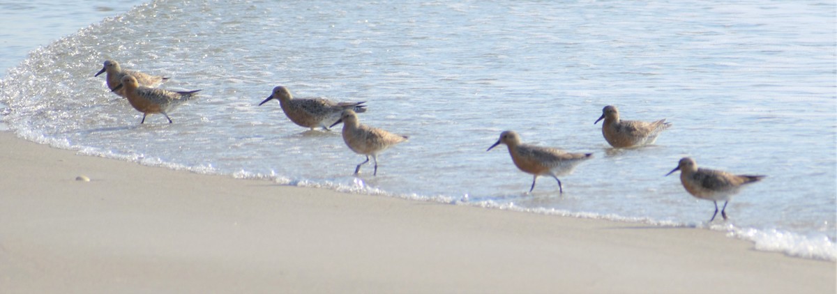 Red Knot - ML159360761