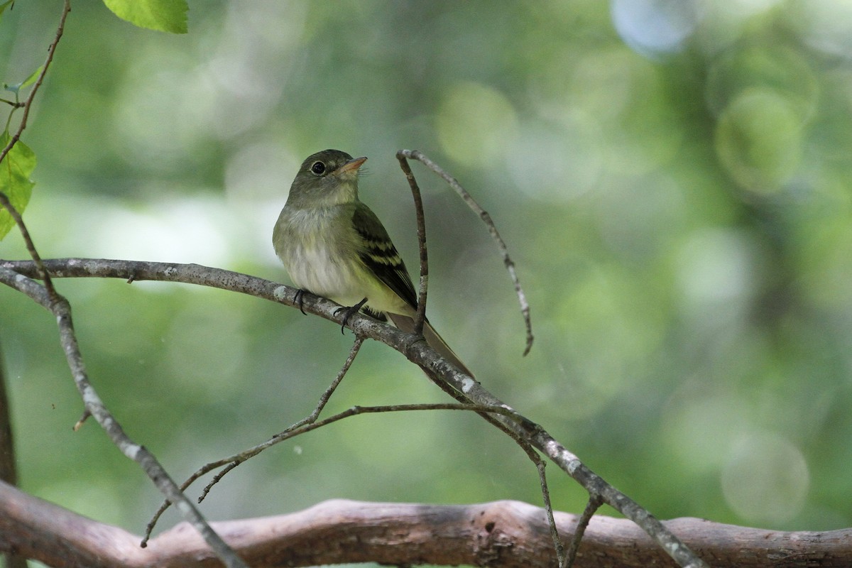 Acadian Flycatcher - Connie Guillory