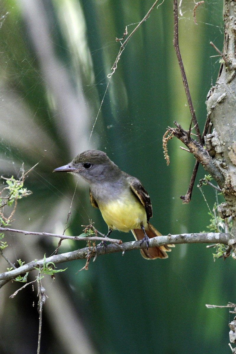 Great Crested Flycatcher - Connie Guillory