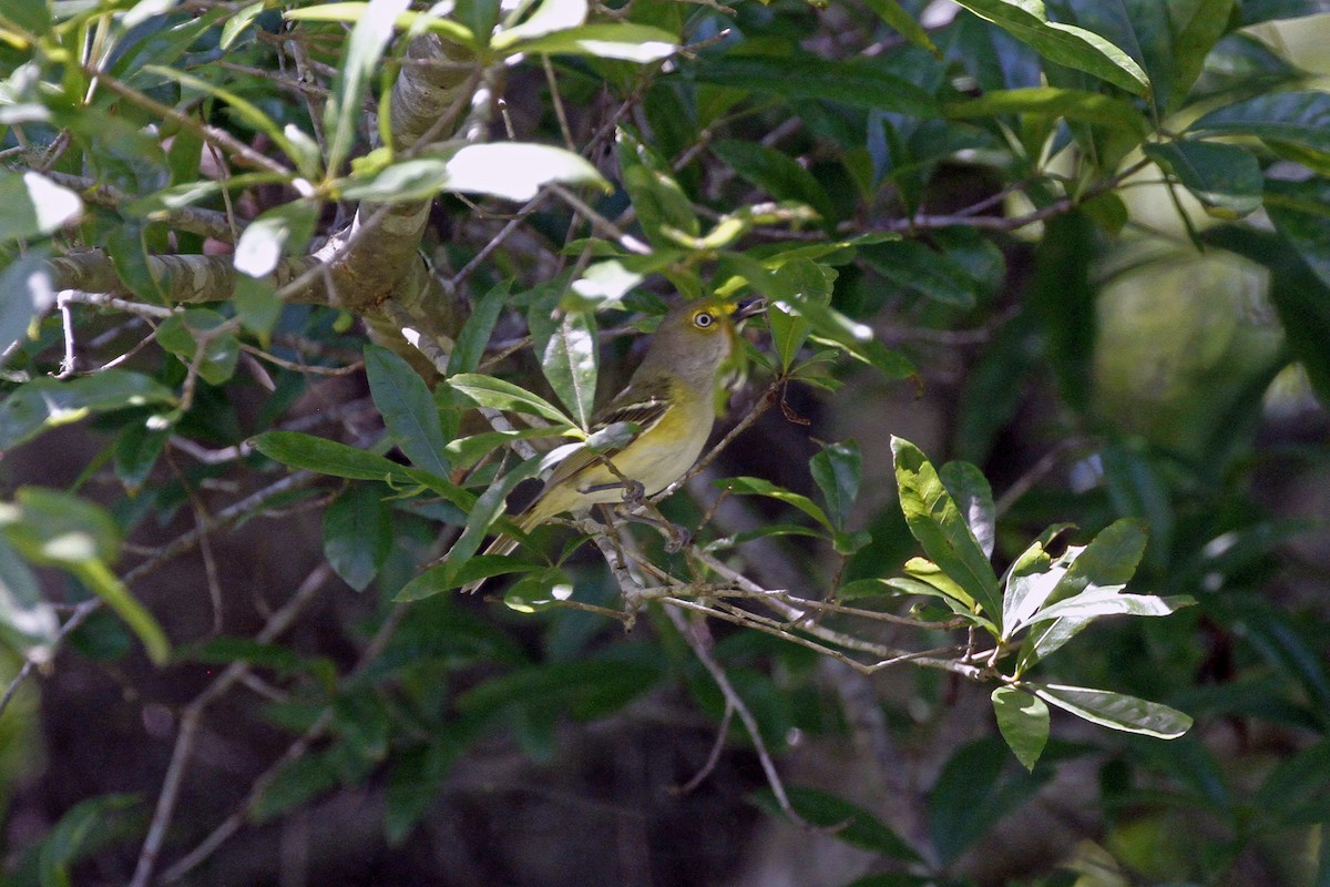 White-eyed Vireo - Connie Guillory
