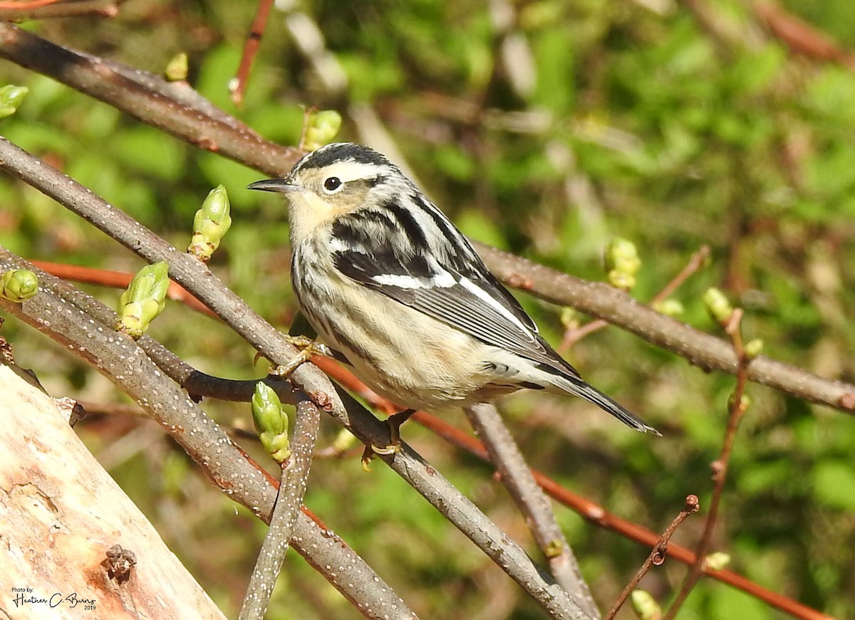Black-and-white Warbler - ML159367881