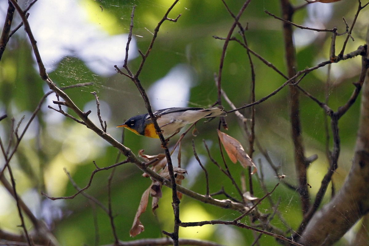 Northern Parula - Connie Guillory