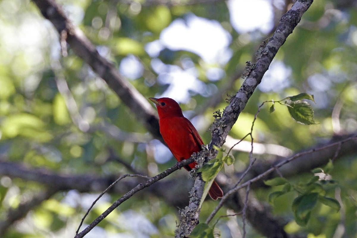 Summer Tanager - Connie Guillory