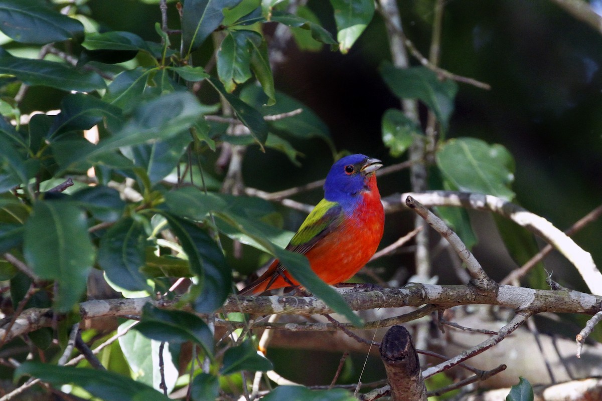 Painted Bunting - Connie Guillory